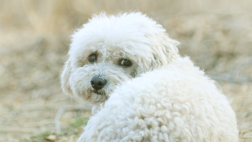 真·小白 张颂文终于给小白洗澡了