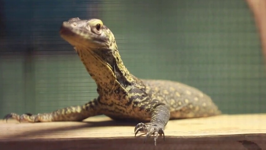 广州长隆：科莫多巨蜥宝宝即将亮相