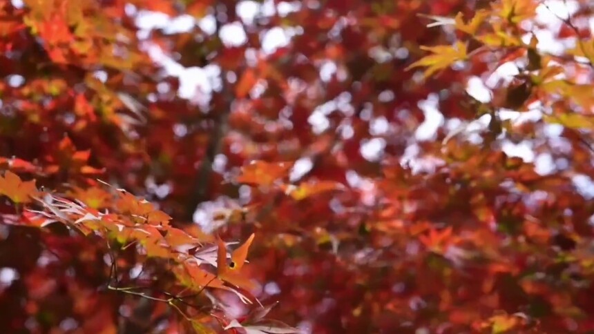 千城百县看中国｜湖北鹤峰：秋日“枫”景在线