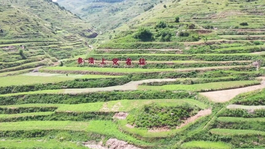 “镇”兴经济丨千年本草 为何飘香