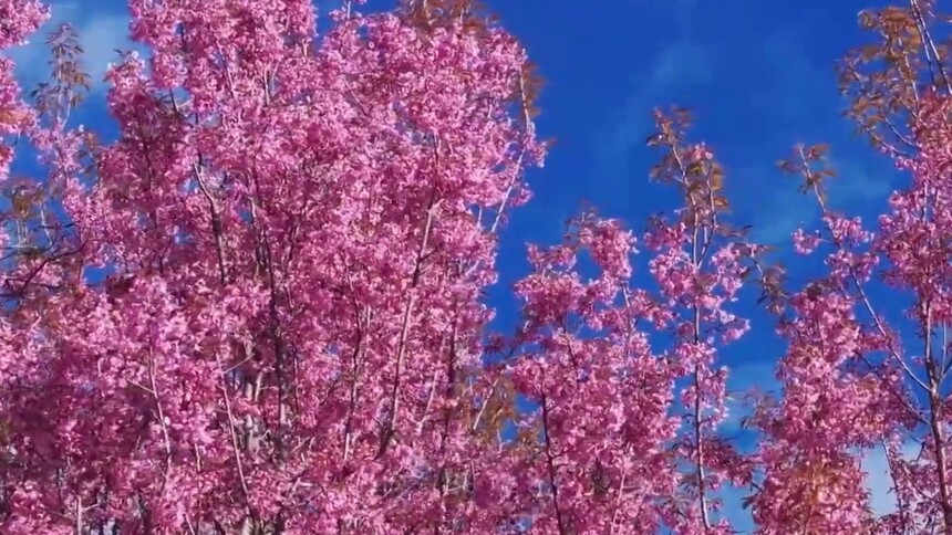 云南陇川：古树樱花暖冬盛放