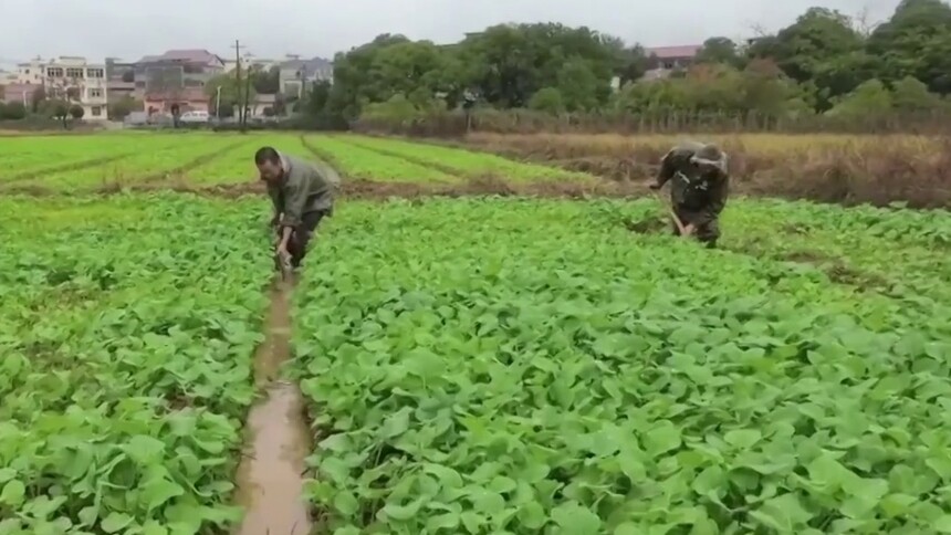 江西南昌：结合农情为油菜田间管理“开药方”