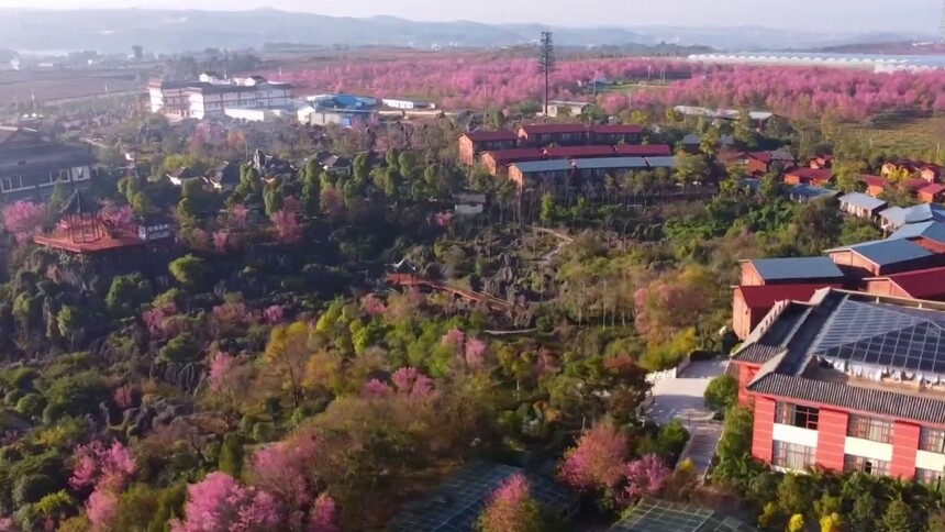 云南石林：石峰林立冬樱俏