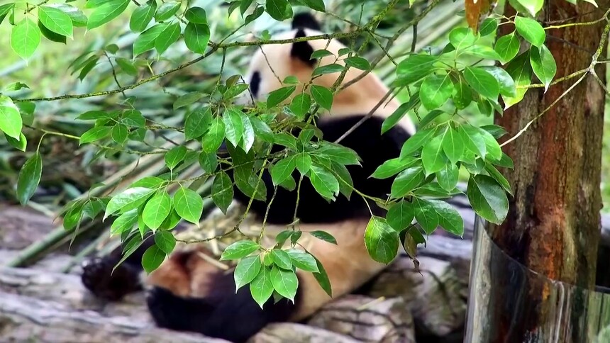 胖达直播间 第145期：福宝树荫乘凉干饭超香