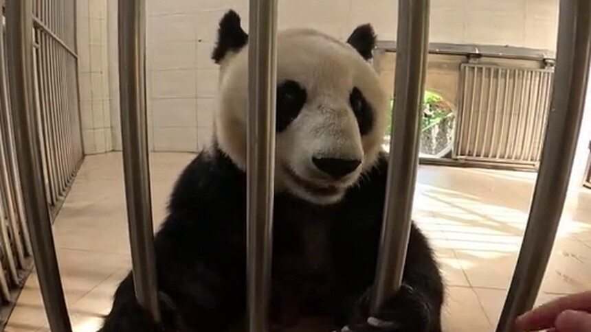 饲养员直拍视角 第3期：刘怀庭悉心喂食鑫鑫一家 奶爸摸熊猫爪爪好萌！