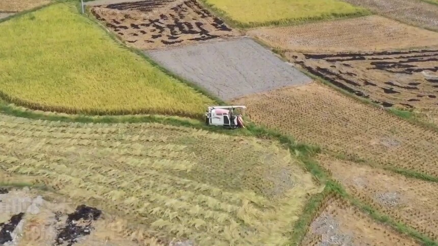 农旅融合走新路 贡米村的“新丰收”