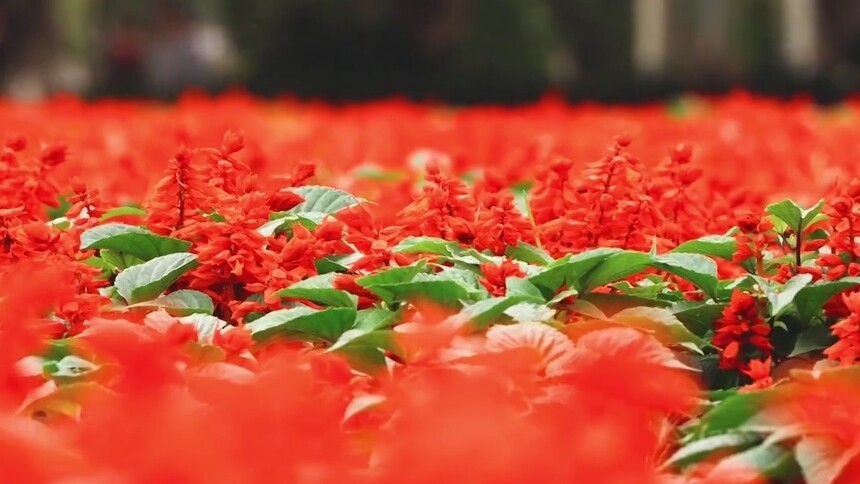 千城百县看中国｜最是一年春好处 千花百卉争明媚