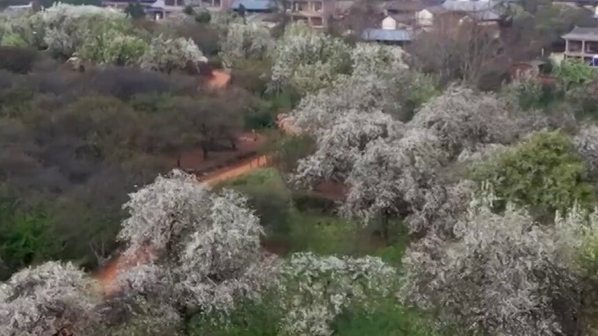 大理松鹤村：千亩梨花映山村 唢呐声声迎客来