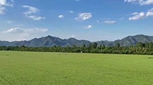 千城百县看中国｜北京顺义：麦田翻碧浪 穗满待丰收
