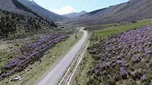 青海互助：杜鹃花开映高山