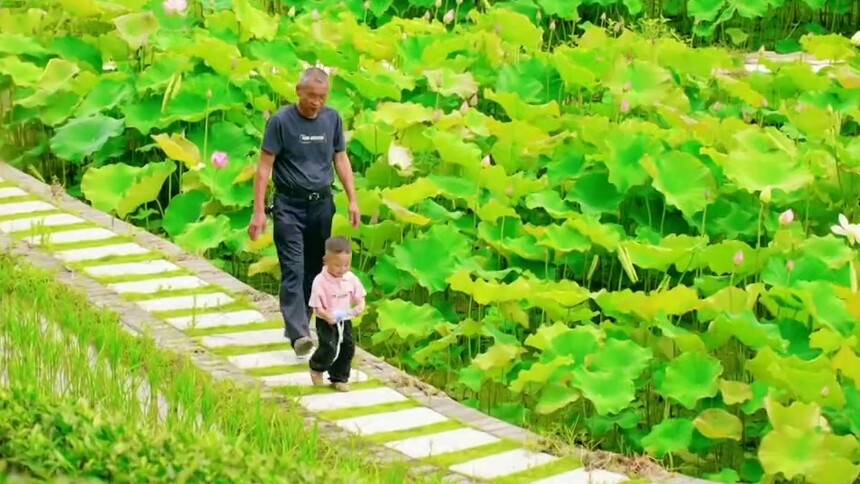 千城百县看中国｜福建周宁：云端绽放的花之秘境