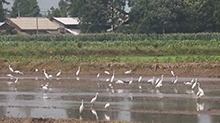 沅江：白鹭栖息田野 悠闲觅食龙虾
