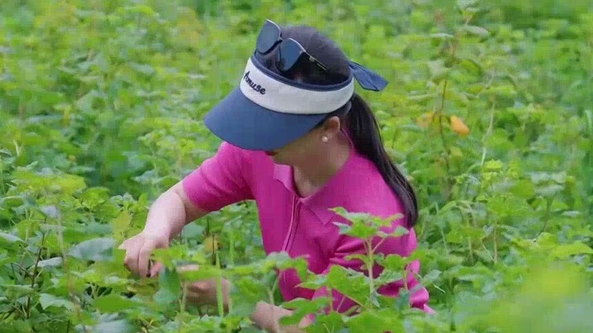 “歌游内蒙古 走进大森林”·绰尔森工公司林木种苗中心：近940亩种苗基地 现场采摘黑加仑
