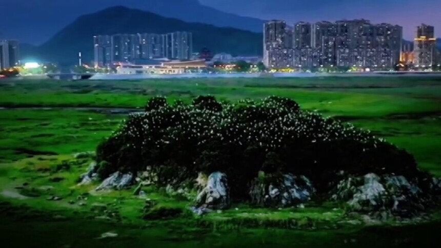 秀我中国｜在鄱阳湖小岛遇见“星辰大海”