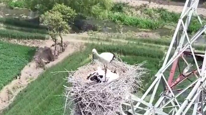 江苏扬州：青少年暑期学“护鹳”