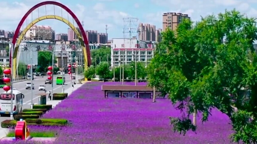 千城胜景｜吉林东辽：马鞭草花开正艳