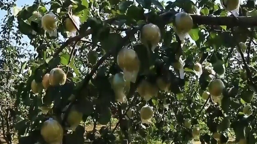 山西隰县：玉露香梨迎丰收