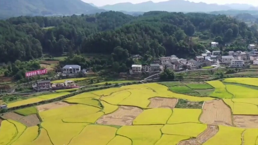 稻浪翻滚迎丰收！贵州遵义贡米村上演田园喜乐会
