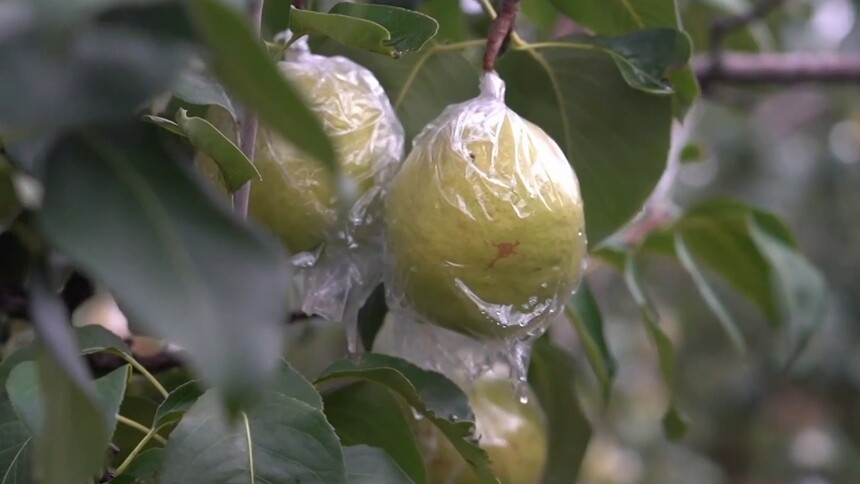 新华视点｜金秋丰收绘新景 乡村振兴谱华章