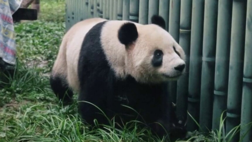 秀我中国｜大熊猫“吉年”“福将”在京陪您共度中秋佳节