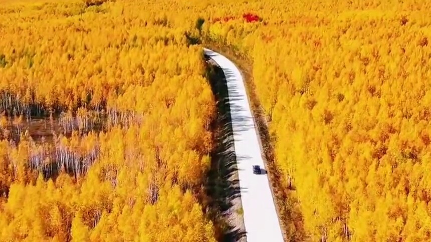 一路向北！来漠河领略大美秋色