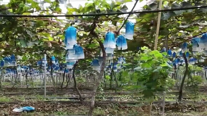 陕西西安：小葡萄种出“幸福味”