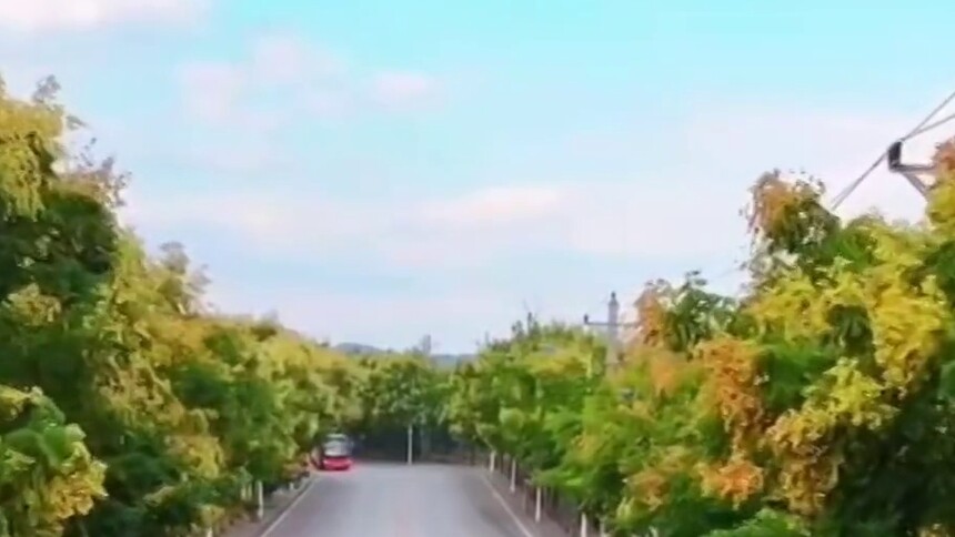 秀我中国｜“栾树大道”惹缤纷 秋意浓浓醉游人