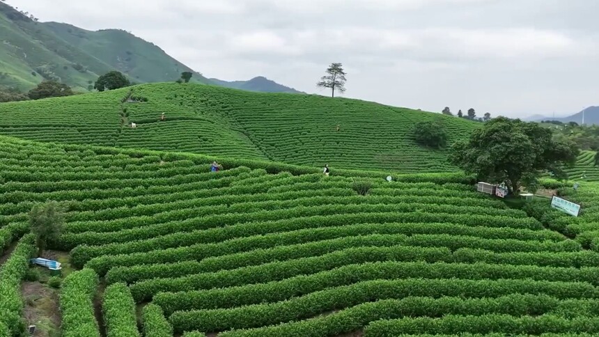 浙江安吉：一片叶子富了一方百姓