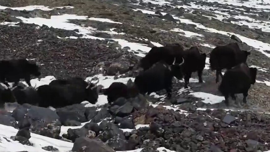 甘肃阿克塞：“高原精灵”种群数量稳步增长