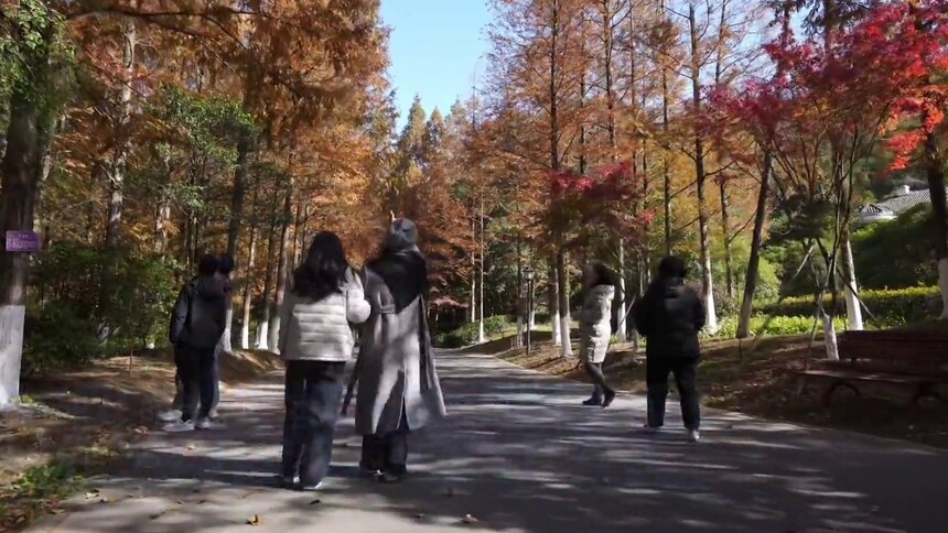 江西南昌：初冬彩色“森林海”