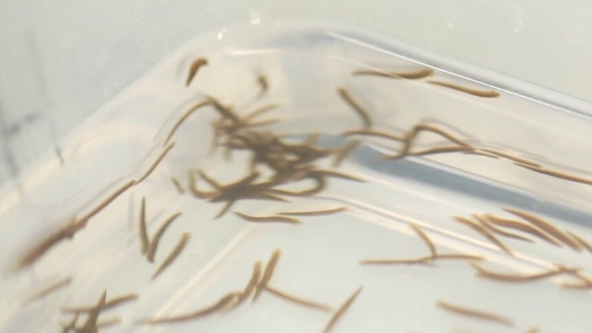 涡虫的再生能力有多强？