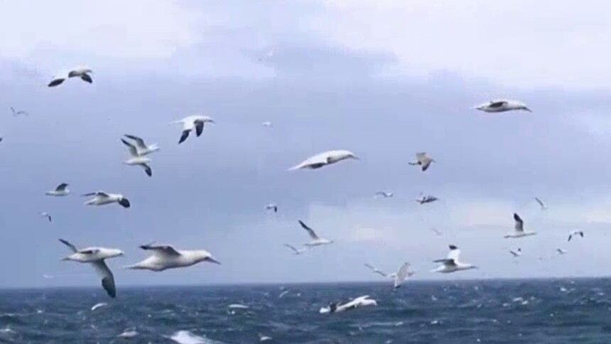 鸟为什么要扎堆飞行形成鸟浪呢？