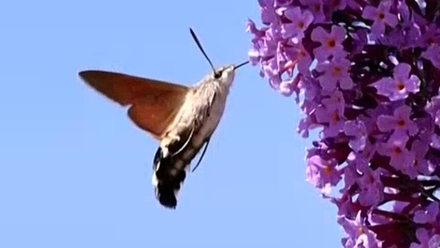 咖啡透翅天蛾和蜂鸟鹰蛾有什么区别？