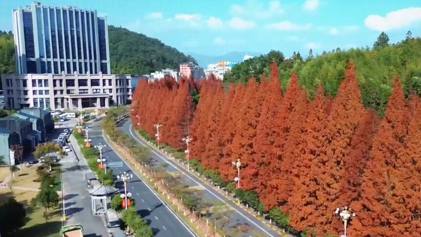 瞰中国｜福建周宁：水杉红韵