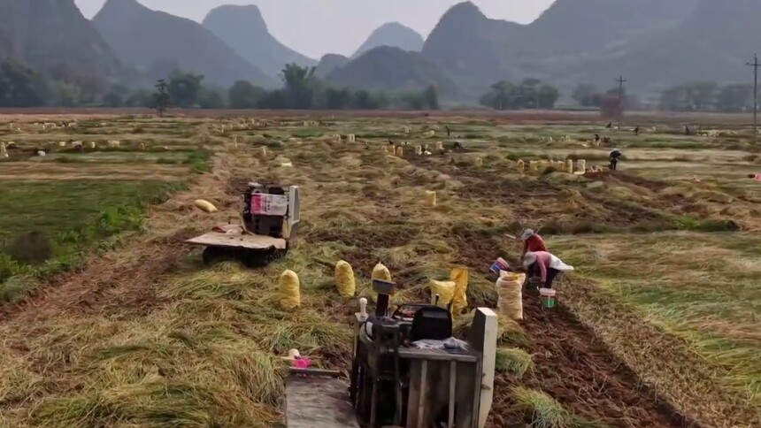 广西钟山：暖冬马蹄香 田间采收忙