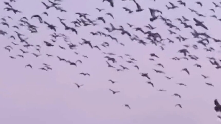 “塞外明珠”乌梁素海万鸟翔集迎春归