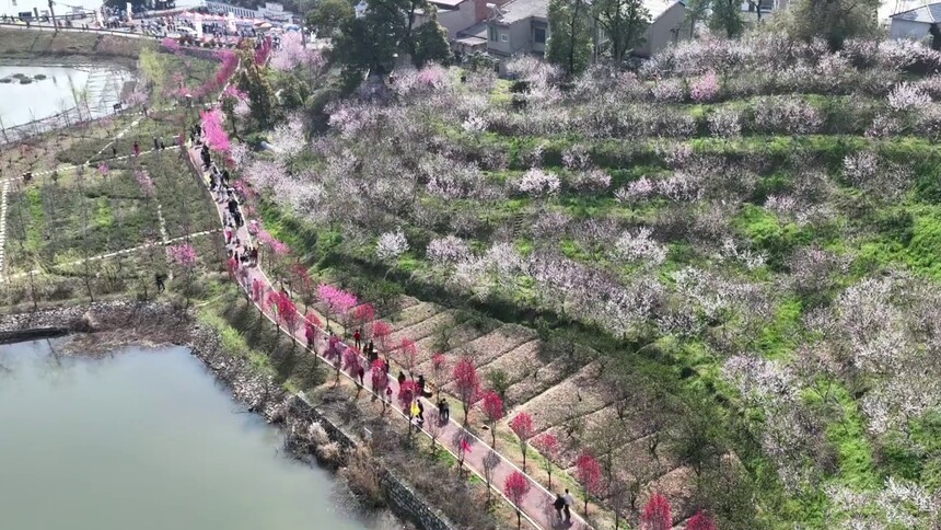 湖北黄石：千亩桃花开 不负好春光