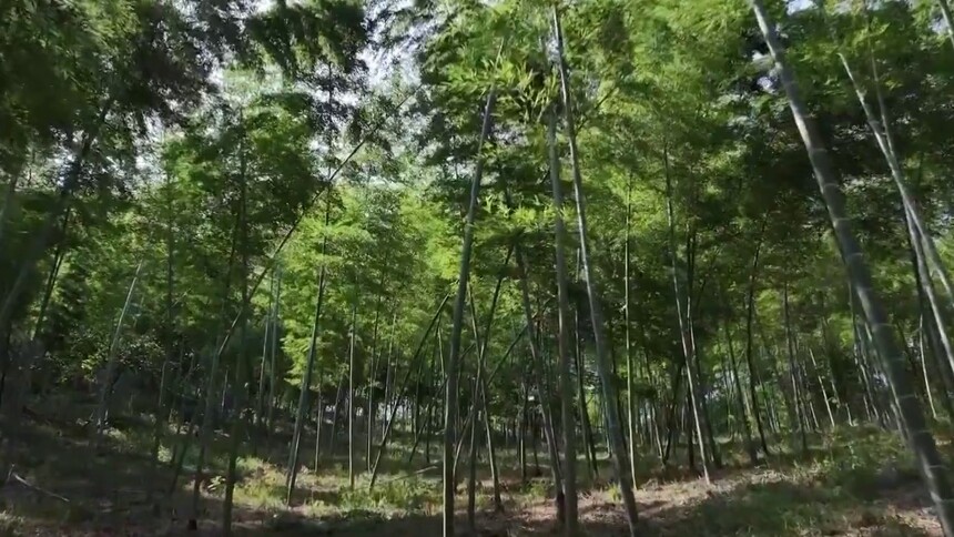 湖南实施新的林木采伐管理办法