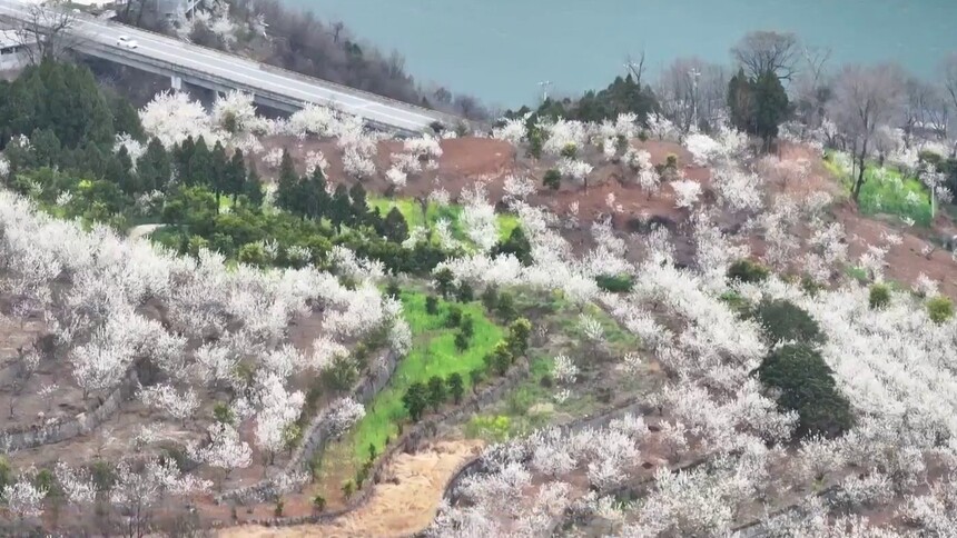 秦巴山乡 春色缤纷