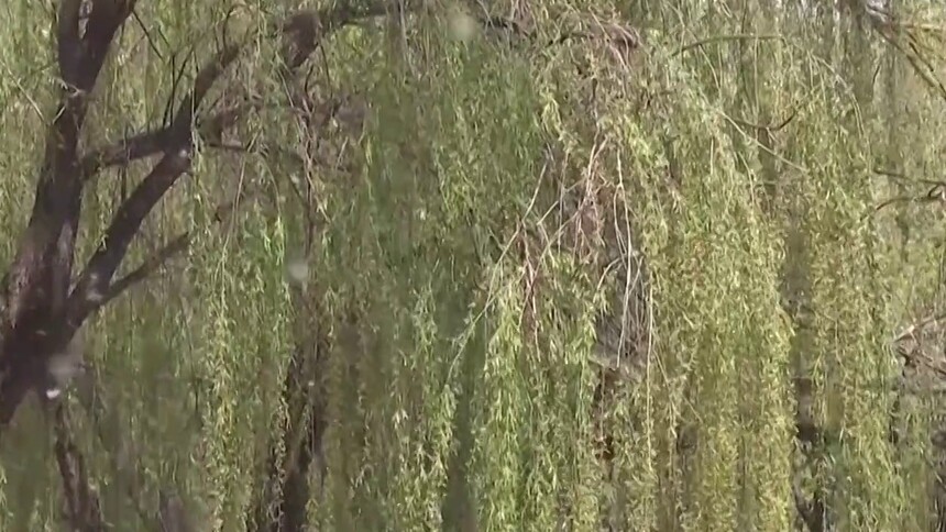 北京 气温回升 杨柳飞絮再次爆发
