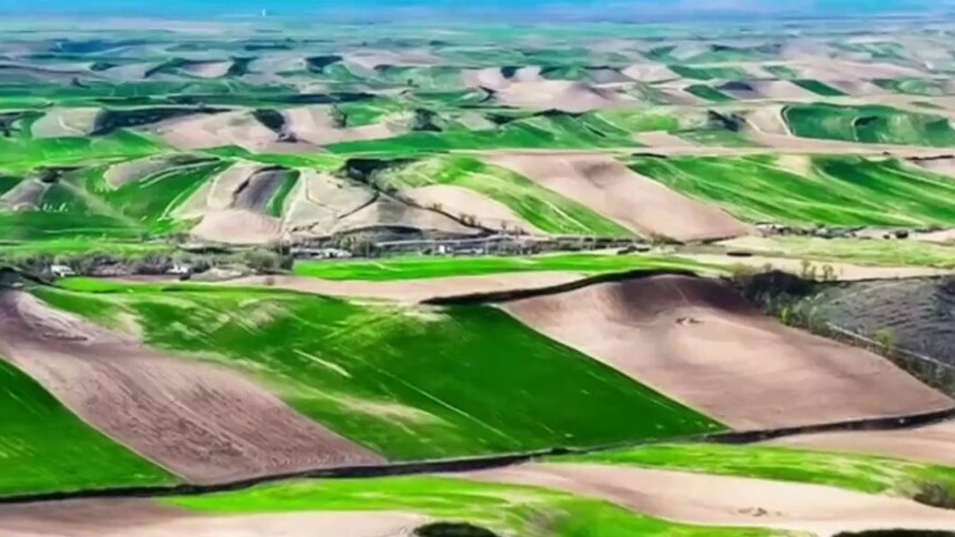 新疆木垒：万亩旱田麦返青 诗意田园入画来