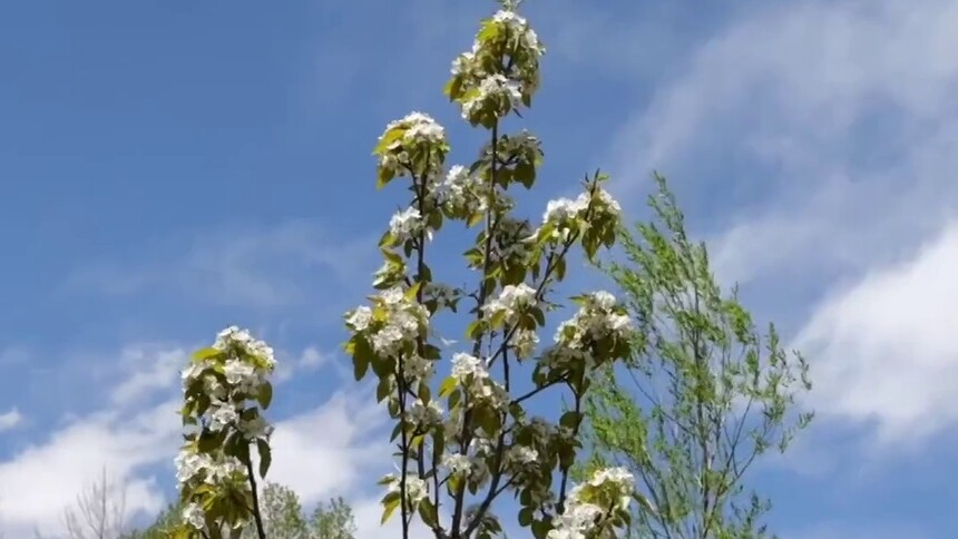 全国劳动模范尼玛：夺底沟里“种”风景