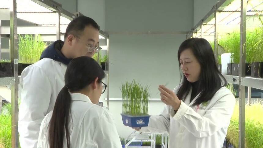 担当作为开新局 一粒稻种的十年攻关——记“全省担当作为优秀干部”李莉