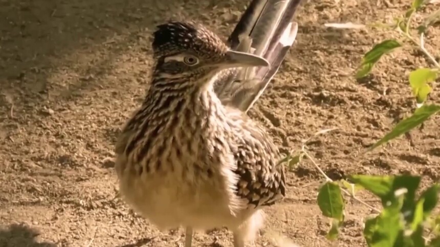 走鹃的习性是什么？