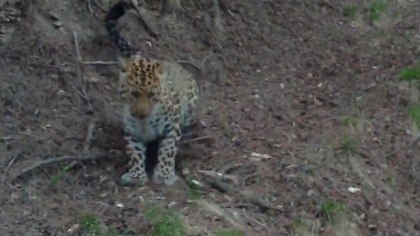 甘肃庆阳：华北豹种群栖息地持续北扩折射子午岭生态不断向好