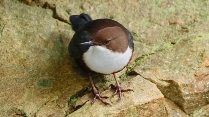 河乌的习性是什么？