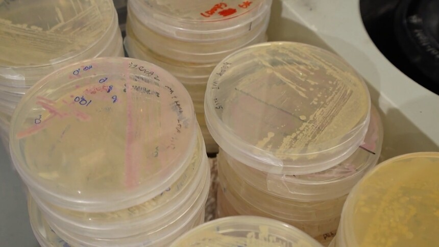 细菌真的能净化废水吗？