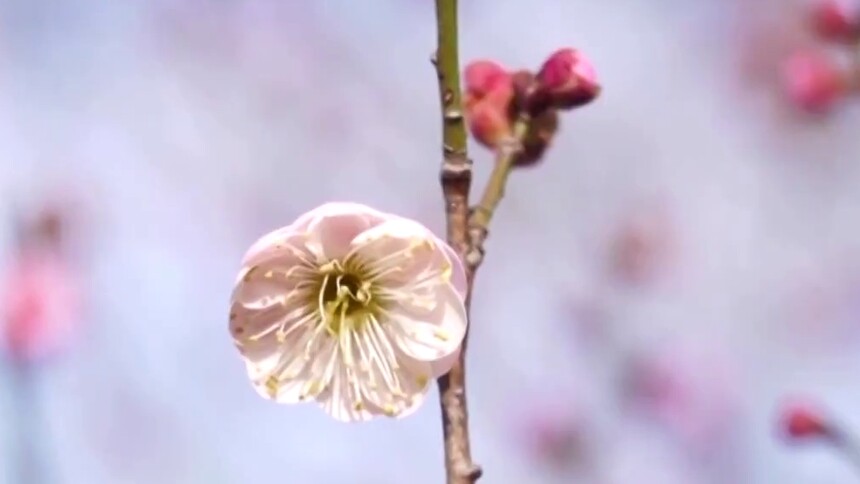 江苏扬州：瘦西湖“湖上梅林”初绽 春节将迎最佳观赏期