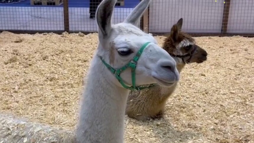 2026里斯本宠物展开幕