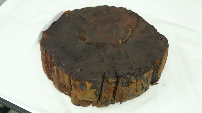 4500年前的古楊梅樹長啥樣？